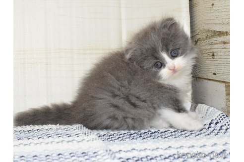 成約済の愛知県のスコティッシュフォールド(折れ耳)-91936の2枚目